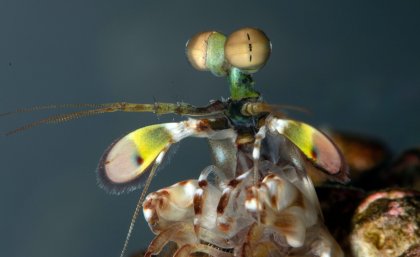 A mantis shrimp 